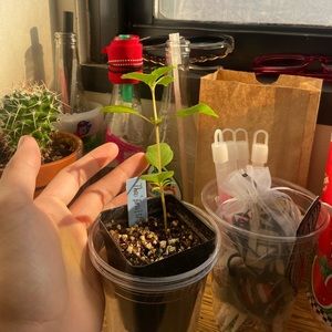 Hellooo I am Christian :)